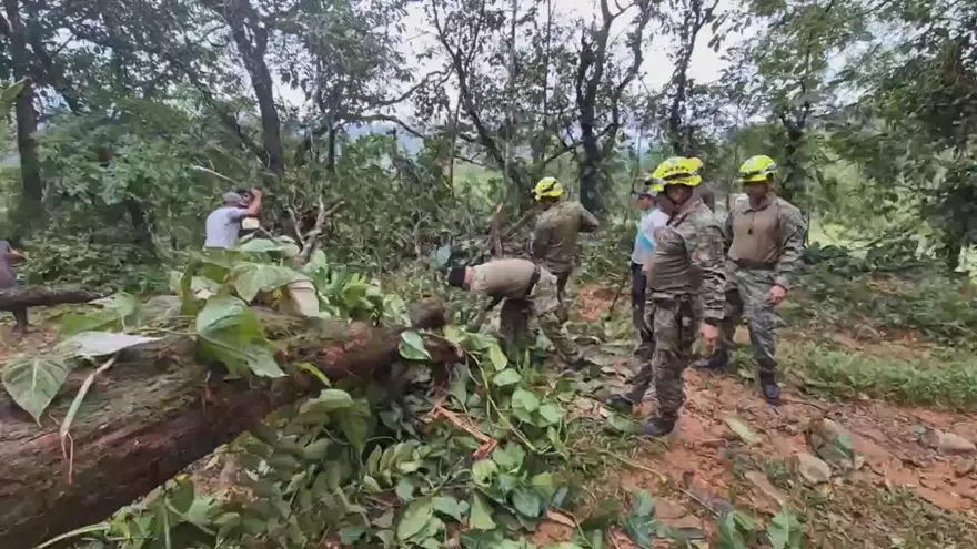 Poda de árboles en zonas afectadas por las lluvias